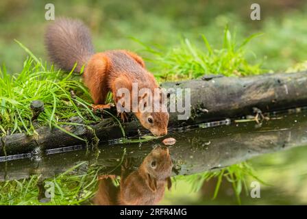 Ein rotes Eichhörnchen (Sciuris vulgaris) am Stamm. Er fällt fast ins Wasser und versucht, eine Nuss zu bekommen. Yorkshire, Großbritannien Stockfoto