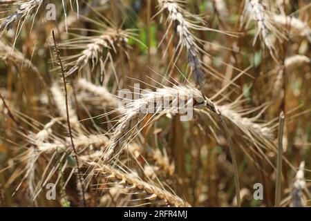 Weizenohren reiften auf einem Feld Stockfoto