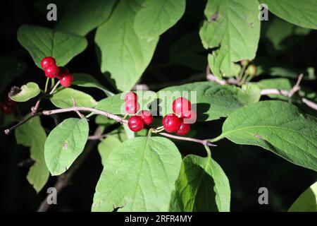 Im Sommer reifen Beeren auf gewöhnlichen Geißblatt-(Lonicera xylosteum-)Büschen Stockfoto