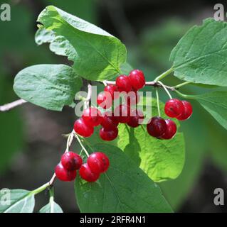 Im Sommer reifen Beeren auf gewöhnlichen Geißblatt-(Lonicera xylosteum-)Büschen Stockfoto