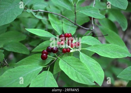 Im Sommer reifen Beeren auf gewöhnlichen Geißblatt-(Lonicera xylosteum-)Büschen Stockfoto