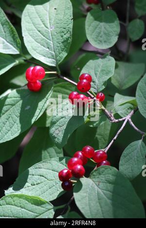 Im Sommer reifen Beeren auf gewöhnlichen Geißblatt-(Lonicera xylosteum-)Büschen Stockfoto