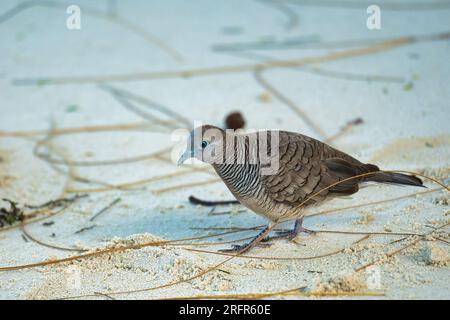 Die Barred Ground Dove oder Zebra Dove am weißen Sandstrand auf der Suche nach Essen, Mahe Seychellen Stockfoto