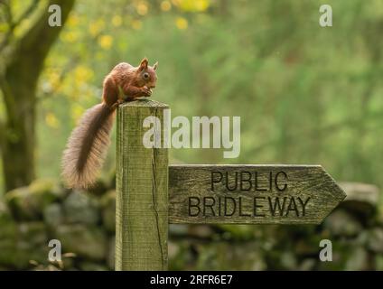 Ein komisches Foto von einem bedrohten roten Eichhörnchen, das fröhlich eine Nuss auf einem öffentlichen Bridleway-Posten in Yorkshire, Großbritannien, isst Stockfoto