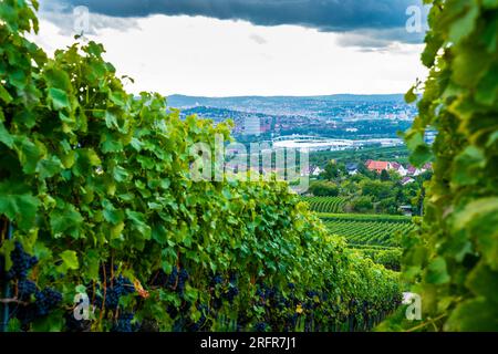 Deutschland, Stuttgarter Stadthäuser, Stadion hinter grünen Weinpflanzen mit blauen Trauben in wunderschöner Weinberglandschaft im Herbst Stockfoto