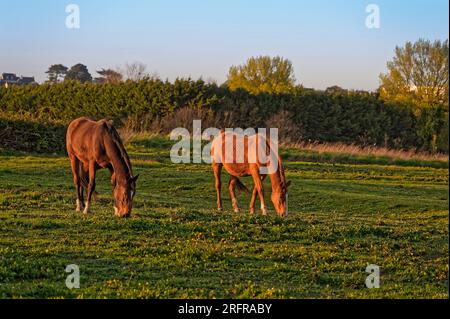 Braune Pferde grasen bei Sonnenuntergang auf einer grünen Wiese Stockfoto