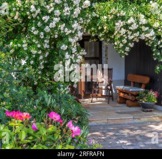 Weißer Blumenring-Rosenbusch an einer Haustüre Stockfoto