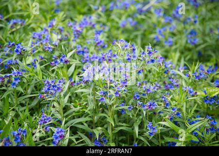 Blaue Frühlingsblumen der Lithodora im alten botanischen Garten Kiel Stockfoto