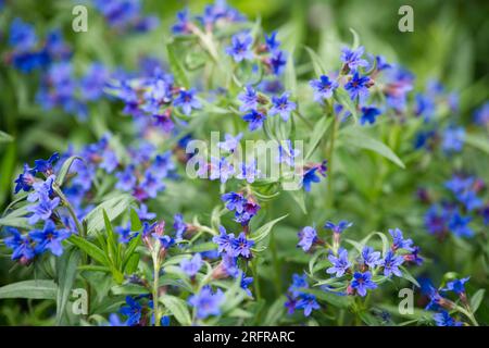 Blaue Frühlingsblumen der Lithodora im alten botanischen Garten Kiel Stockfoto