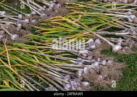 Geernteter Knoblauch auf dem Gras beim Trocknen in der Sonne wird Knoblauch frisch geerntet Stockfoto