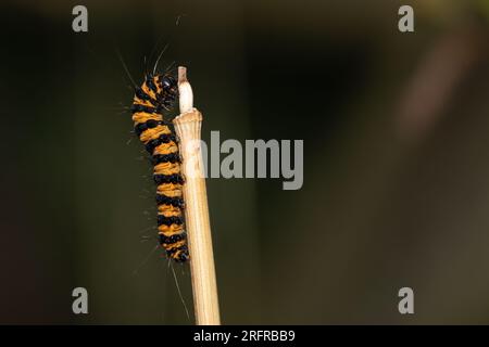 Eine Makroaufnahme der raupe einer Zinnober-Motte. Stockfoto