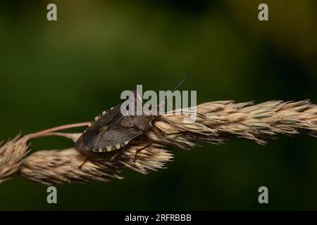 Nahaufnahme einer Waldkäfer (wahrscheinlich Pentatoma rufipes). Stockfoto