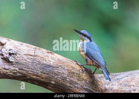 Eurasische Nacktschnecke (Sitta europea) auf einer Äste; Solsones, Katalonien, Spanien Stockfoto