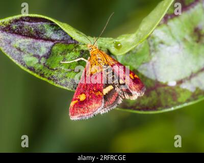 Rote und goldene, am Tag fliegende Minzmotte, Pyrausta aurata, ruht in einem britischen Garten Stockfoto