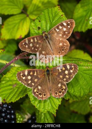 Zwei gesprenkelte Holzschmetterlinge, Pararge Aegeria, ruhend mit Flügeln in einer Plymouth, UK Hedgerow Stockfoto