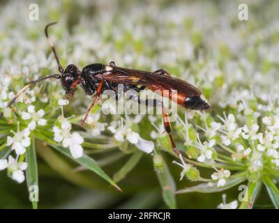 Bunte parasitäre Wespe, Ichneumon suspiosus, Fütterung von wilder Karotte, Daucus carota, auf einer Wiese in Plymouth, Großbritannien Stockfoto