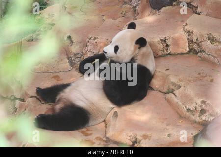 Bogor, Indonesien. 5. Aug. 2023. Riesen-Panda Cai Tao wird während einer Feier zu seinem 13. Geburtstag in Taman Safari in Bogor, West Java, Indonesien, am 5. August 2023 gesehen. Die riesigen Pandas Cai Tao und Hu Chun aus der Provinz Sichuan im Südwesten Chinas leben seit 2017 im Safaripark. Kredit: Sandika Fadilah/Xinhua/Alamy Live News Stockfoto