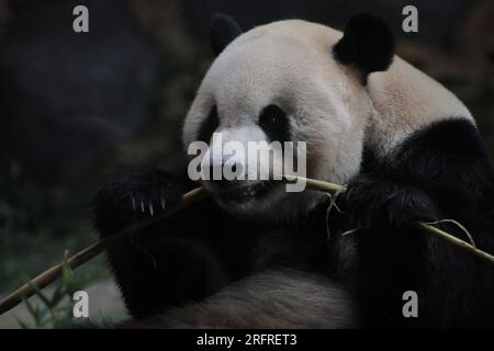 Bogor, Indonesien. 5. Aug. 2023. Riesen-Panda Cai Tao wird während einer Feier zu seinem 13. Geburtstag in Taman Safari in Bogor, West Java, Indonesien, am 5. August 2023 gesehen. Die riesigen Pandas Cai Tao und Hu Chun aus der Provinz Sichuan im Südwesten Chinas leben seit 2017 im Safaripark. Kredit: Sandika Fadilah/Xinhua/Alamy Live News Stockfoto