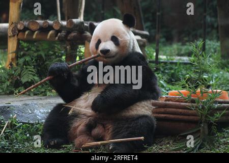 Bogor, Indonesien. 5. Aug. 2023. Riesen-Panda Cai Tao wird während einer Feier zu seinem 13. Geburtstag in Taman Safari in Bogor, West Java, Indonesien, am 5. August 2023 gesehen. Die riesigen Pandas Cai Tao und Hu Chun aus der Provinz Sichuan im Südwesten Chinas leben seit 2017 im Safaripark. Kredit: Sandika Fadilah/Xinhua/Alamy Live News Stockfoto
