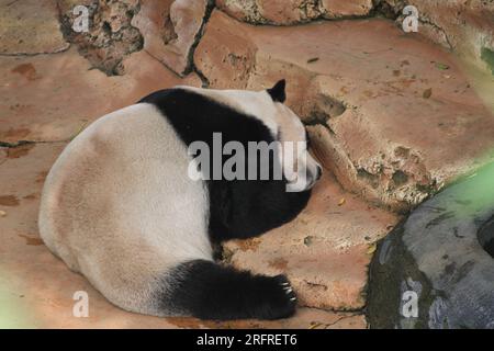 Bogor, Indonesien. 5. Aug. 2023. Riesen-Panda Cai Tao wird während einer Feier zu seinem 13. Geburtstag in Taman Safari in Bogor, West Java, Indonesien, am 5. August 2023 gesehen. Die riesigen Pandas Cai Tao und Hu Chun aus der Provinz Sichuan im Südwesten Chinas leben seit 2017 im Safaripark. Kredit: Sandika Fadilah/Xinhua/Alamy Live News Stockfoto