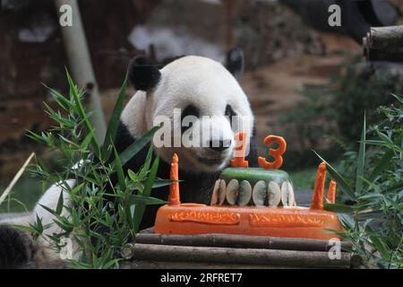 Bogor, Indonesien. 5. Aug. 2023. Riesen-Panda Cai Tao wird während einer Feier zu seinem 13. Geburtstag in Taman Safari in Bogor, West Java, Indonesien, am 5. August 2023 gesehen. Die riesigen Pandas Cai Tao und Hu Chun aus der Provinz Sichuan im Südwesten Chinas leben seit 2017 im Safaripark. Kredit: Sandika Fadilah/Xinhua/Alamy Live News Stockfoto