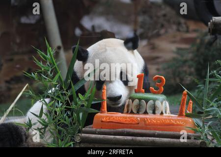 Bogor, Indonesien. 5. Aug. 2023. Riesen-Panda Cai Tao wird während einer Feier zu seinem 13. Geburtstag in Taman Safari in Bogor, West Java, Indonesien, am 5. August 2023 gesehen. Die riesigen Pandas Cai Tao und Hu Chun aus der Provinz Sichuan im Südwesten Chinas leben seit 2017 im Safaripark. Kredit: Sandika Fadilah/Xinhua/Alamy Live News Stockfoto