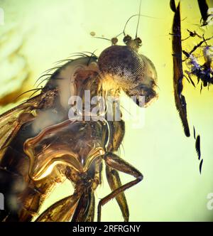 Prähistorische Fliege in bernsteinfarbener Farbe, mit Luftblasen und Pilzen - in einem Mikroskop Stockfoto