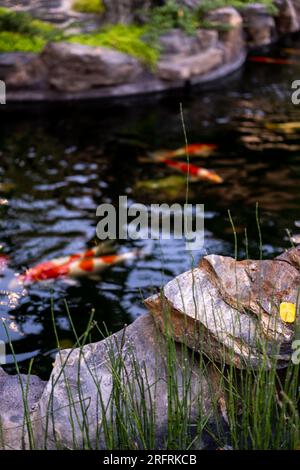 Koi Fish oder Nishikigoi in einem Teich im Freien im mit Stein dekorierten Garten Stockfoto