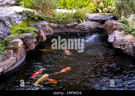 Koi Fish oder Nishikigoi in einem Teich im Freien im mit Stein dekorierten Garten Stockfoto