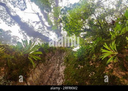 Bromeliad Árbol de la Paz Costa Rica Stockfoto