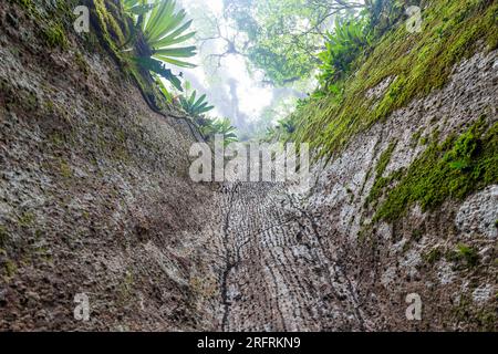 Bromeliad Árbol de la Paz Costa Rica Stockfoto