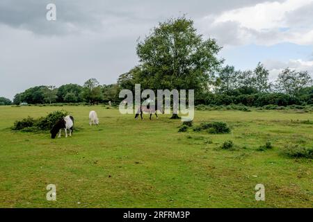 Godshill, New Forest, Hampshire, Vereinigtes Königreich, 5. August 2023, Wetter: New Forest Ponys unter starken Regenschauern und dunklem Himmel am Nachmittag, wenn der Schwanz von Storm Antoni über Südengland zieht. Kredit: Paul Biggins/Alamy Live News Stockfoto