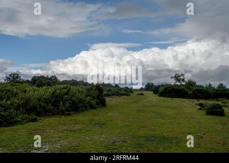 Godshill, New Forest, Hampshire, Vereinigtes Königreich, 5. August 2023, Wetter: Cumulonimbuswolke über der Landschaft des New Forest mit heftigen Regenschauern und dunklem Himmel am Nachmittag, wenn der Sturm Antoni über Südengland zieht. Kredit: Paul Biggins/Alamy Live News Stockfoto