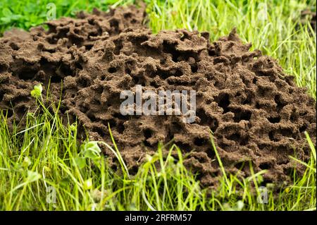 Oberirdisches Ameisennest mit runden Formen und Naturstrukturen Stockfoto