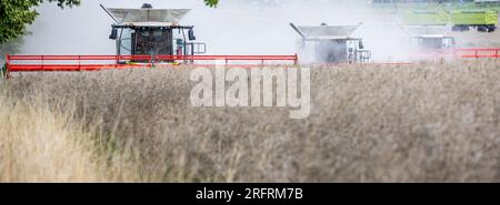 Spornitz, Deutschland. 05. Aug. 2023. Drei Mähdrescher sind auf einem Feld, das Rapssamen erntet, unterwegs. Nachdem die Getreideernte wegen Regen und übermäßiger Feuchtigkeit auf den Feldern fast zwei Wochen lang unterbrochen wurde, nutzten die Landwirte in Mecklenburg-Vorpommern das trockene Wetter am Wochenende, um die Felder zu ernten. Kredit: Jens Büttner/dpa/Alamy Live News Stockfoto