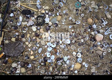 Muscheln und Felsen an einem Strand, von oben gesehen Stockfoto