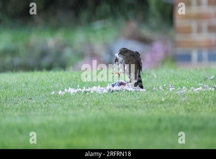 Ein Weibchen mit einem Taubenfang. Ich genieße das Essen, aber mit einer Feder an ihren Füßen und ihrem Schnabel. Suffolk, Großbritannien Stockfoto