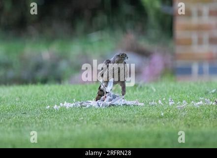 Ein Weibchen mit einem Taubenfang. Ich genieße das Essen, zerfetze es mit Federn, die überall fliegen. Suffolk, Großbritannien Stockfoto