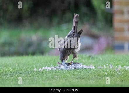 Ein Weibchen mit einem Taubenfang. Ich musste jede Unze ihrer Strähne benutzen, um die Taube auseinanderzureißen. Grauenhaft. Suffolk, Großbritannien Stockfoto