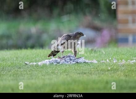 Ein Weibchen mit einem Taubenfang. Ich genieße das Essen mit einer Feder im Schnabel. Suffolk, Großbritannien Stockfoto