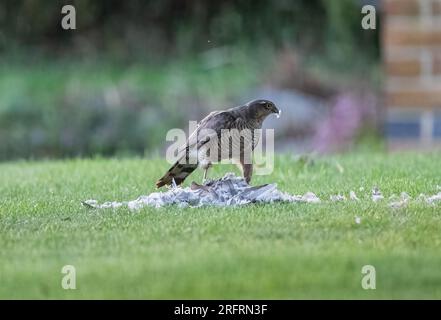 Ein Weibchen mit einem Taubenfang. Ich genieße das Essen mit einer Feder im Schnabel. Suffolk, Großbritannien Stockfoto