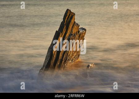 Küstenfelsen, die von Wellen bei aufsteigender Flut bei Sonnenuntergang gewaschen werden; Ayrmer Cove, bei Kingsbridge, an der Südküste von Devon, Großbritannien. Stockfoto