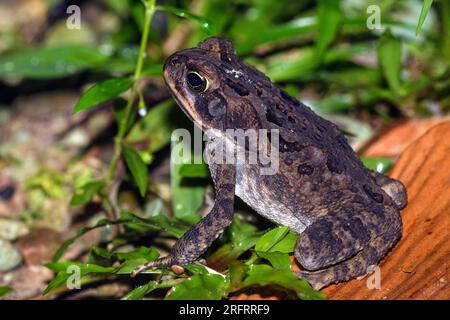 Zuckerrohrkröte (Rhinella Marina) von Piedras Biancas, Osa-Halbinsel, Costa Rica. Stockfoto