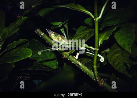 Jackson Chamäleon versteckt sich in einem Baum Stockfoto