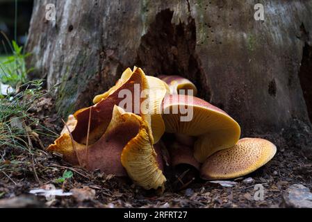 Pilze im Wald. Setas en el bosque. Stockfoto