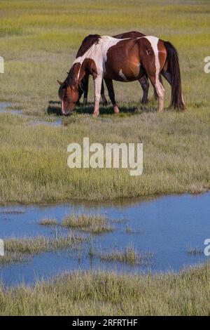 Berühmte Ponys im Chincoteague National Wildlife Refuge Stockfoto