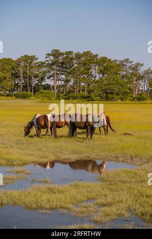 Berühmte Ponys im Chincoteague National Wildlife Refuge Stockfoto