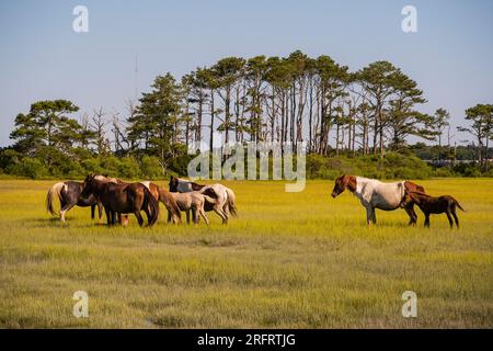 Berühmte Ponys im Chincoteague National Wildlife Refuge Stockfoto