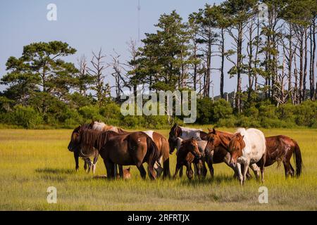 Berühmte Ponys im Chincoteague National Wildlife Refuge Stockfoto