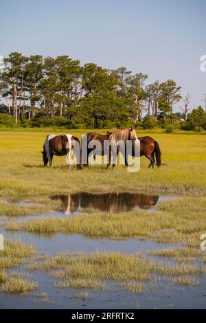 Berühmte Ponys im Chincoteague National Wildlife Refuge Stockfoto